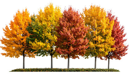 Beautiful autumn trees displaying vibrant colors isolated on transparency background .