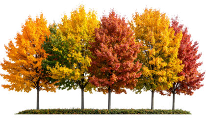 Beautiful autumn trees displaying vibrant colors isolated on transparency background .
