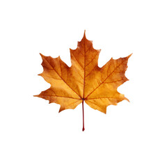 Fototapeta premium A vibrant, golden maple leaf set against a clean, white isolated background, showcasing its intricate details and lifelike texture.