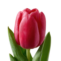 Naklejka premium A vibrant pink tulip flower with lush green leaves on a white isolated background, showcasing natural beauty and elegance.