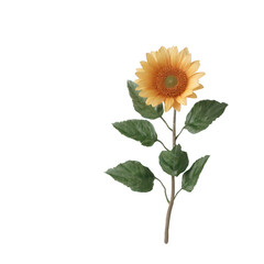 Fototapeta premium A vibrant sunflower with a tall green stem and lush leaves, set against a white isolated background, representing warmth and beauty in nature.