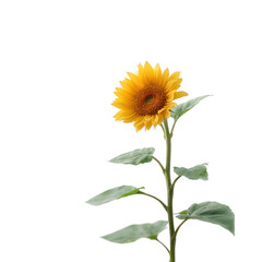Naklejka premium A vibrant sunflower with bright yellow petals standing tall. Captured against a white isolated background, it symbolizes happiness and summer radiance.