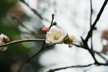 Japanese Apricot (prunus mume) are blooming in Chiang Kai Shek Memorial Hall ,Taipei, Taiwan. Flower of White plum blossoms.