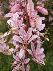 Pink flowers poisonous plant close up photo. Blossoming Dictamnus or burning bush. Wild herb image