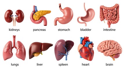 Detailed 3D Anatomy of Human Organs
