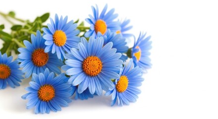 Obraz premium Blue Daisies with Orange Centers on White Background