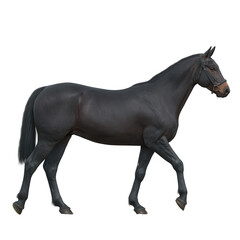 Die-cut black horse walking on a white isolated background, showcasing its muscular build and glossy coat, perfect for equine-themed projects or animal illustrations.