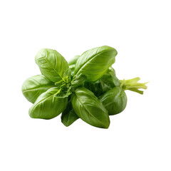 Obraz premium Fresh basil leaves with vibrant green color, isolated on a white background for culinary and gardening use.