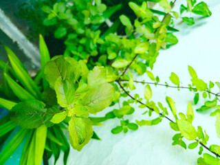 Lush green holy basil plant in close-up, vibrant leaves against a blurred background, shot in India.