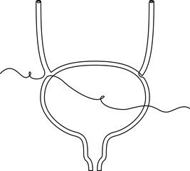 one line art Bladder vector illustration. line art, one continuous line, simple, hand drawn and sketch style. for icons, symbols, signs or logos. PNG