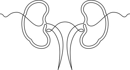 one line art Kidneys vector illustration. line art, one continuous line, simple, hand drawn and sketch style. for icons, symbols, signs or logos. PNG