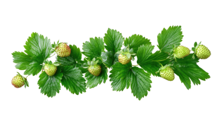 Fresh green strawberry foliage with detailed leaves and natural texture isolated on white background