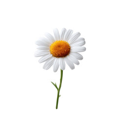 Single white daisy flower with a yellow center, showcasing delicate petals and a green stem, perfect for floral designs or nature-themed projects, isolated on a white background.