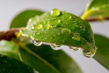 Fototapeta premium Macro view of Bilva leaves with water droplets before offering to Shivling. 
