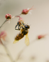 bee on a flower