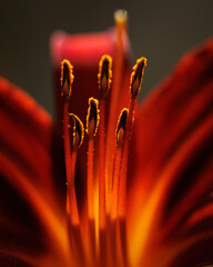 close up of a red flower