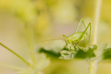 green grasshopper on a green leaf