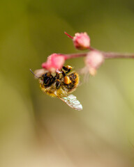 bumblebee on a flower