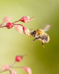 bee on a flower