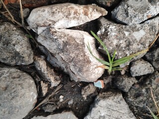 A small weed growing among pieces of concrete.