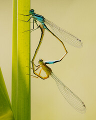 Mating dragonflies
