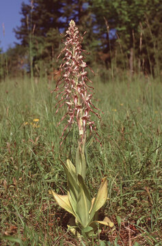 Himantoglossum hircinum or lizard orchidwhole plant with flower spike