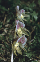 Rare Epipogium aphyllum or the ghost orchid macro of blossoms