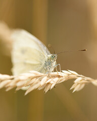 butterfly on a twig