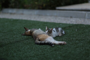 little kitten drinks milk from mother
