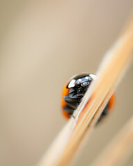 ladybug on a branch