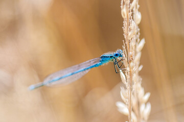 blue dragonfly on a branch