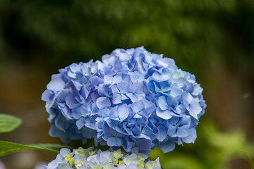 Close-up of a blooming blue hydrangea flower with vibrant petals