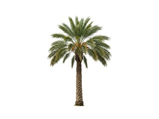 Obraz premium Date palm tree isolated on white background.