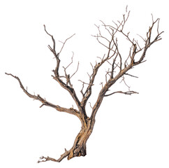 Fototapeta premium PNG Dead tree isolated winter ground.