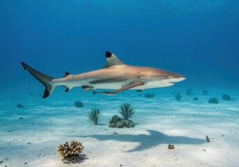 A blacktip reef shark swims gracefully over a sandy seabed with coral formations isolated on white background