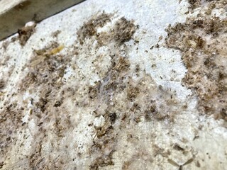 Insect wings, small bugs, and webbing on a wall or flat surface, possibly from a bagworm case or...