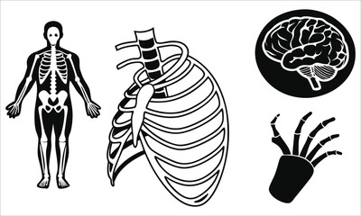 Human skeleton rib cage brain hand human anatomy