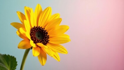 Obraz premium Single sunflower on a pastel background, soft focus, background, one, focus