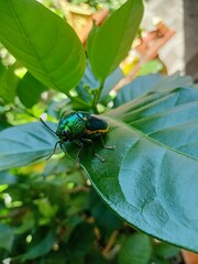 green bug on a leaf