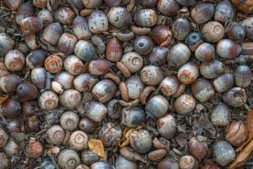 Fallen Acorns