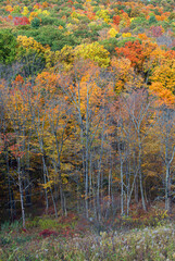Autumn Tapestry 10