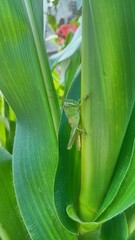 out of focus on grasshoppers landing on corn plant leaves, nature background