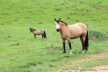 two horses grazing in the field