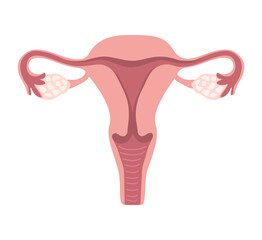 Uterus, fallopian tubes, ovaries in anatomical style. Vector medical illustration of female reproductive system. 