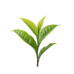 Fototapeta premium A fresh green tea leaf sprig with vibrant leaves, showcasing a healthy and natural appearance, perfect for herbal products and wellness themes.