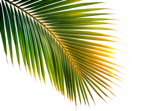 Close up shot captures the vibrant green and yellow textures of a palm leaf frond against a transparent background. - Powered by Adobe