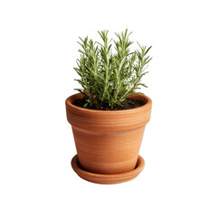 Obraz premium A healthy rosemary plant in a terracotta pot, showcasing its vibrant green leaves against a white isolated background.