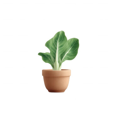 Fototapeta A healthy green plant with broad leaves in a terracotta pot, against a white isolated background, perfect for home decor or gardening themes.