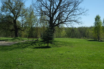 panorama of green field and forest in the background