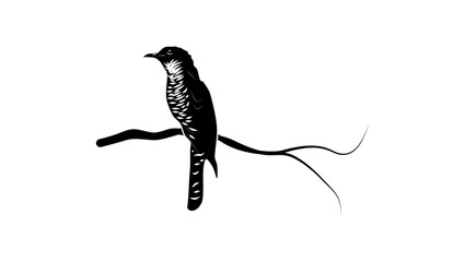 Obraz premium Indian Cuckoo , black isolated silhouette